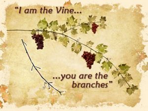 Vine and Branches