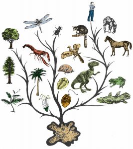 Darwin's Evolution Tree